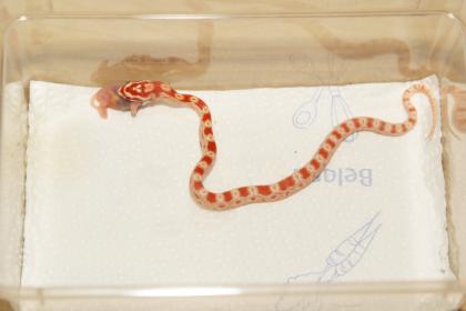 KORNNATTER ALBINO Nachzucht 06/09