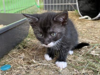 Türkisch Angora Mix