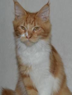 Maine Coon Youngster in red tabby w white mit Stammbaum
