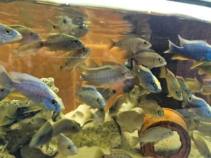 Sciaenochromis ahli