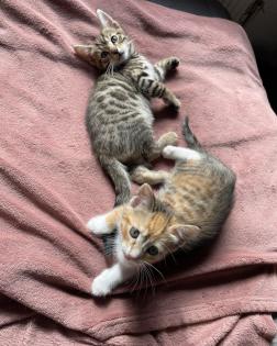 Wunderschöne und verschmuste Bengal-Kitten