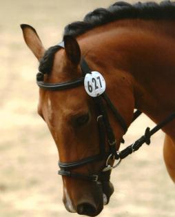 Suche Reitbeteiligung in Nettetal Lobberich
