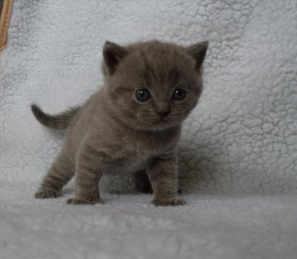 British Kurzhaar Kitten / Rassekatzen /