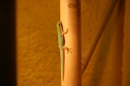 1, 1 Phelsuma Quadriocellata Parva West mit Terrarium