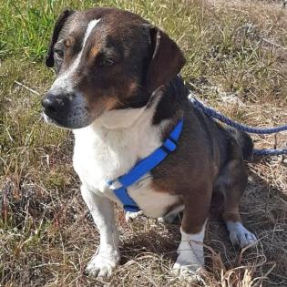 Jack sucht ein passendes zuhause