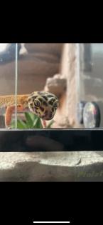 3 Leopardgeckos inkl Terrarium und Technik