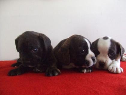 Französische Bulldoggen