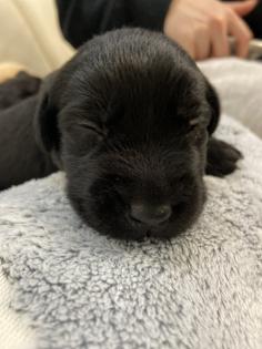 Labrador Welpen, reinrassig, Babylabradore