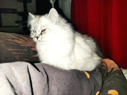 BLH Katzendame sucht Zuhause