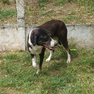 Tasha / Status sucht ein Zuhause