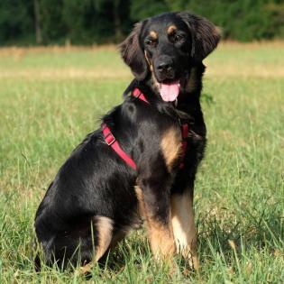 TUNDRA - weiblich 8 Monate 55 cm 20 kg Leonberger-Mix Gechipt