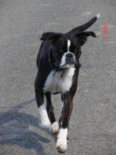 Unsere Boxer Welpen sind da