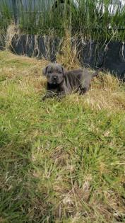 Tolle Cane Corso Welpen