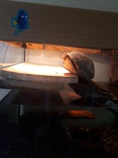 Verkaufe Rotwangenklappschildkröte mit Becken und viel Zubehör