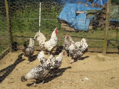 Appenzeller Spitzhauben Brahma blau