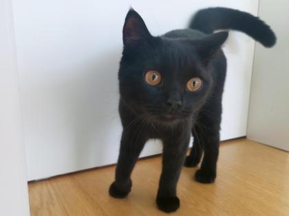 Kater BKH - schwarz/dunkelbraun - 8 Monate alt