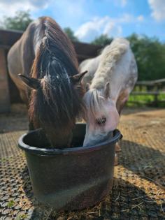 Kinderpony Dülmener Wildpferd zur Verfügung/ Reitbeteiligung