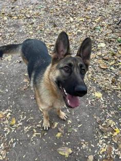Trixie liebt kuscheln und Spaziergänge