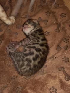 Unsere Süße Bengalkatze Cleo hat 3 Süsse Kitten bekommen