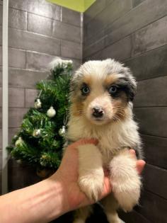 Miniature Australian Shepherd Mini Aussie