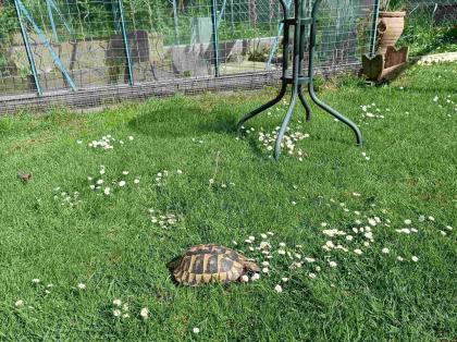 Junges erwachsenes Weibchen, griechische Landschildkröte mit Gelege