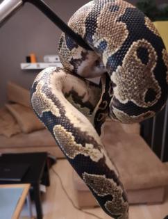 Python regius in gute Hände