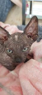 Canadian sphynx kitten