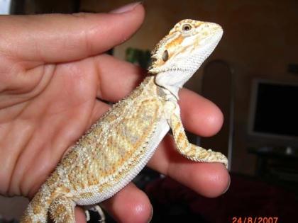 Leucistic Bartagamen Bock abzugeben.