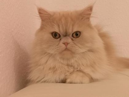 Hauskatze Langhaar Perse