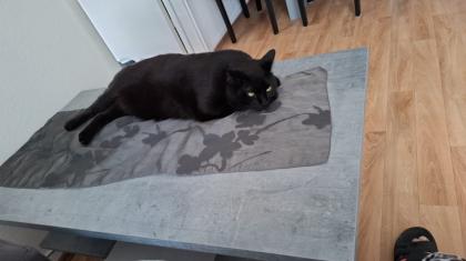 Kater zur Verschenken