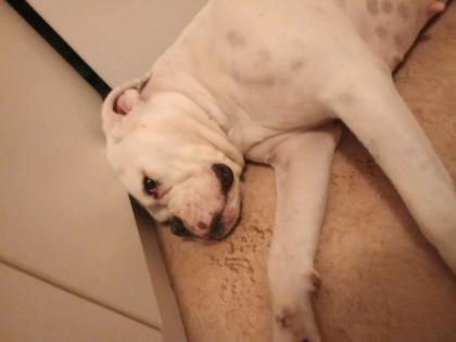 Hallo Liebe volle Boxer hündin leider weg geben aus persönlichGr