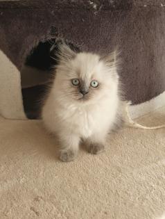 1 Perser Katerchen sucht noch Kuschelpersonal