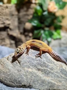 Leopardgeckos aus Rostock