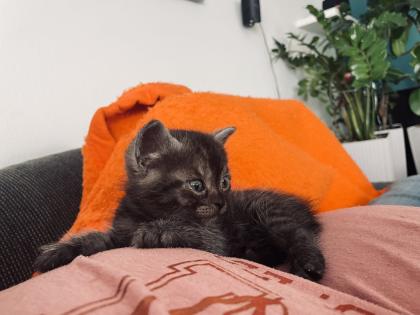 Noch 5 BKH/BLH Mix Kitten