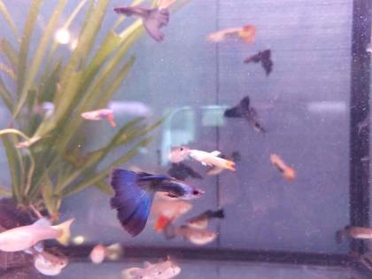 Guppies, Platys, Buntbarsche, Welse am 1. 09. 24