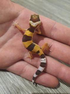 Nachzuchten Leopardgeckos