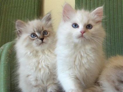 Ricky und Rosaly SchwaebischeNeva
