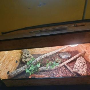 Kornnatter mit Terrarium und sämtlichem Zubehör