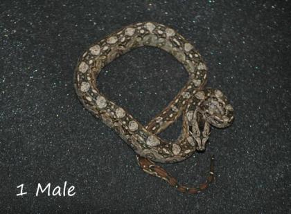 Bci Tarahumara/Mexico Zwergboa 05/21