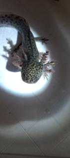 Axolotl Jungtiere ab 15 cm