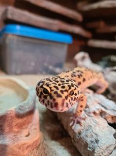 3 Leopardengeckos