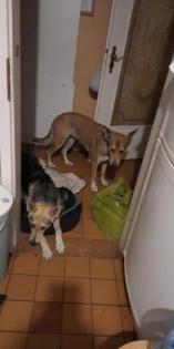 Der perfekte Familienhund - super liebenswerte Husky-Schäfehündin