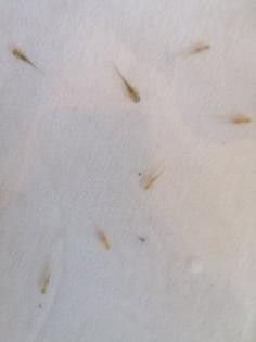 Axolotl babys zum reservieren