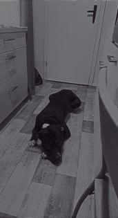 Canecorso boxer old englisch Bulldog