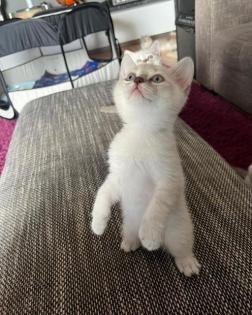 BkH Kitten