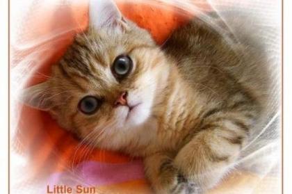 Verschmuste Exotic Shorthairbabys