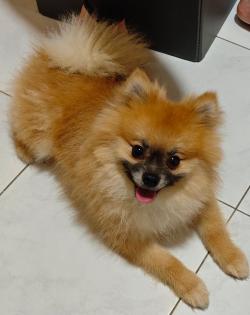 Zwergspitz pomeranian