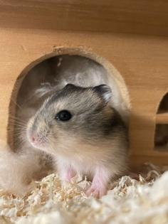 Baby Zwerg Hamster Mädchen und manchen