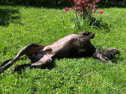 Blauer Weimaraner reinrassig