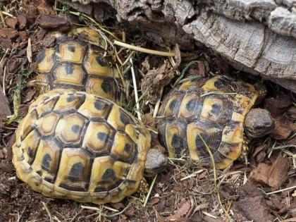 Griechische Landschildkröten 2021 und 2021 abzugeben
